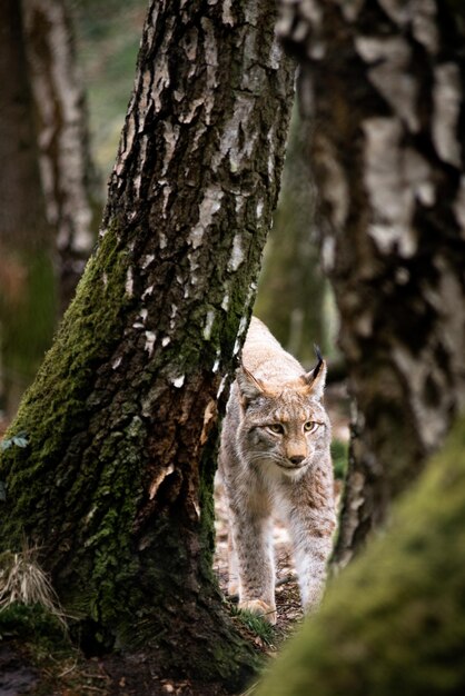 Gato en el tronco del árbol