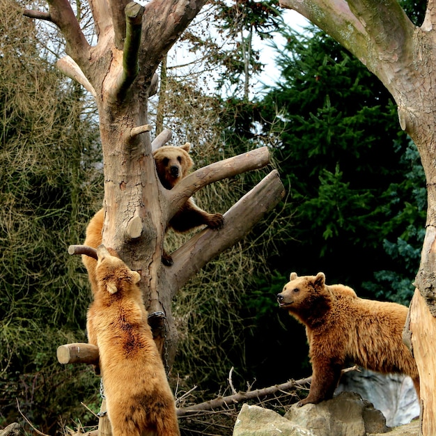 Foto gato en el tronco del árbol