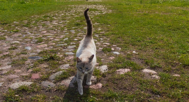 Gato tumbado al sol en el césped.