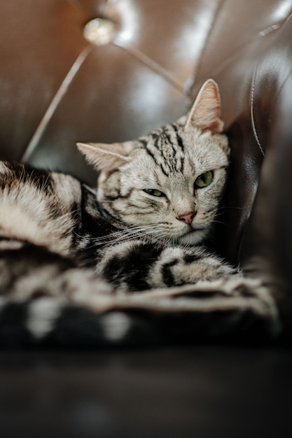 Foto gato tumbado en un sofá