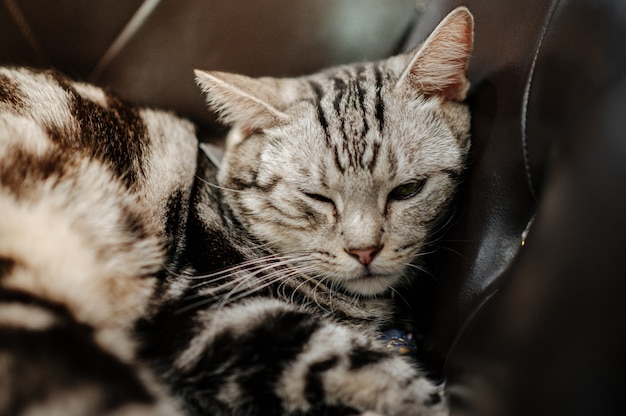 gato tumbado en un sofá