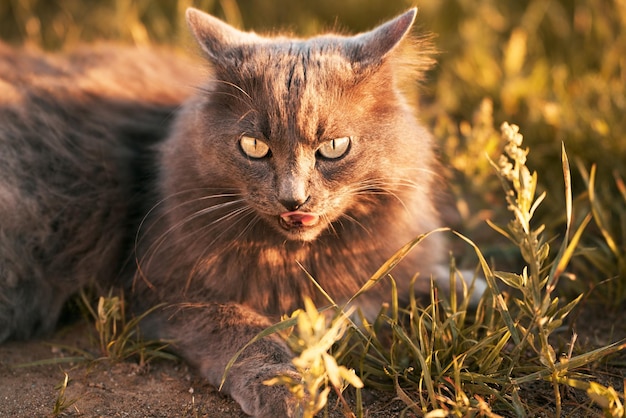 Gato tumbado en el suelo de hierba bajo el resplandor de la luz del sol Gato doméstico joven en un paseo al aire libre Gato relajado y jardín verde soleado