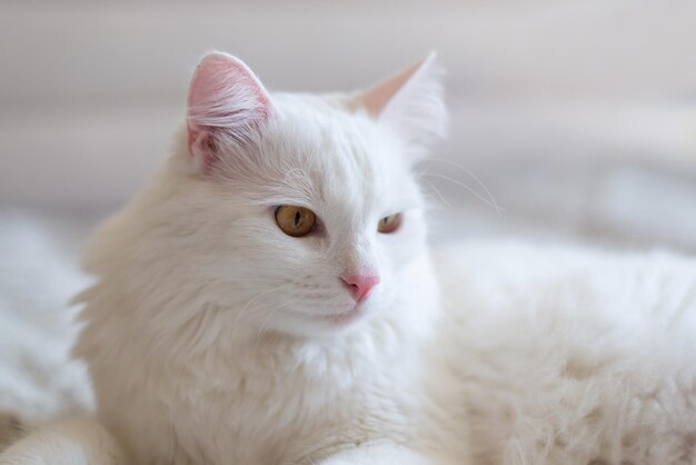 Gato turco blanco enfriando en la cama