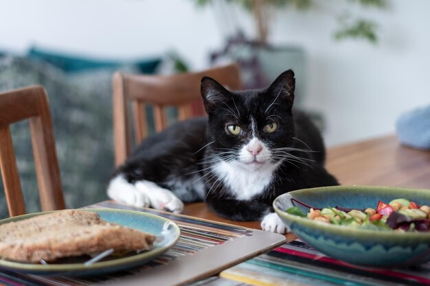 Gato Tuxedo relajado descansando en la mesa de comedor con pan de ensalada enfoque selectivo concepto de interior del hogar