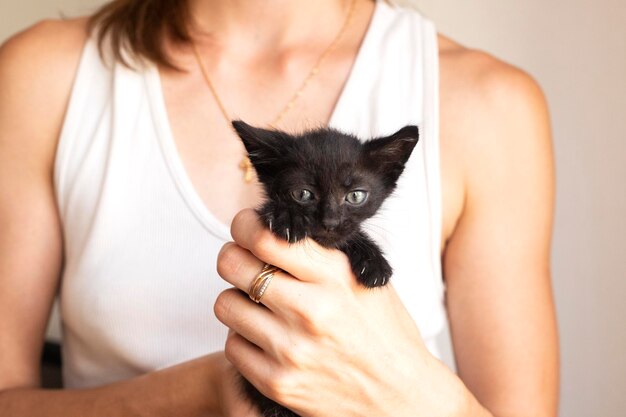 Gato. Um abrigo para gatos vadios.Ajuda para animais de rua.