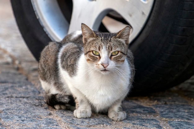 Gato urbano fofo nas ruas relaxantes.