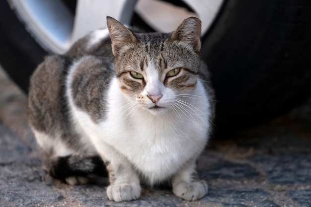 Gato urbano fofo nas ruas relaxantes.