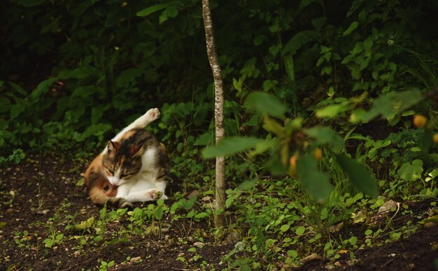 Foto gato urinando no campo na floresta