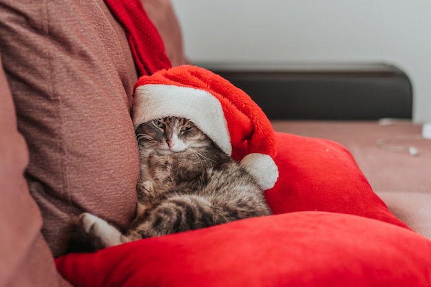 gato usando chapéu vermelho de natal