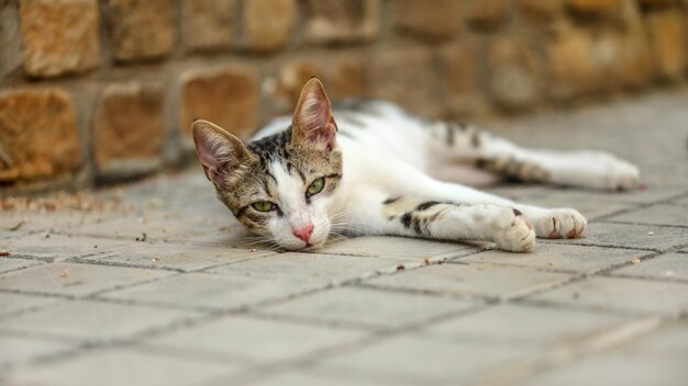 Gato vadio com sono deitado na calçada.