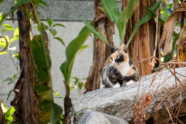 Gato vadio de tartaruga na parede de uma cidade