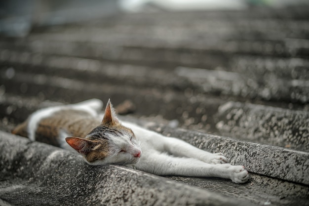 Foto gato vadio está dormindo no telhado em casa