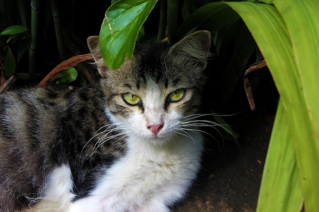 Gato vadio no jardim