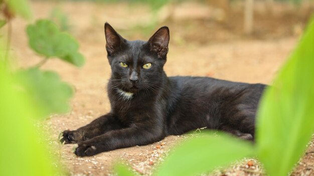 Gato vadio preto, pele suja de poeira e cabelos, deitado em solo arenoso, folhas verdes ao redor, olhando direto para a câmera.