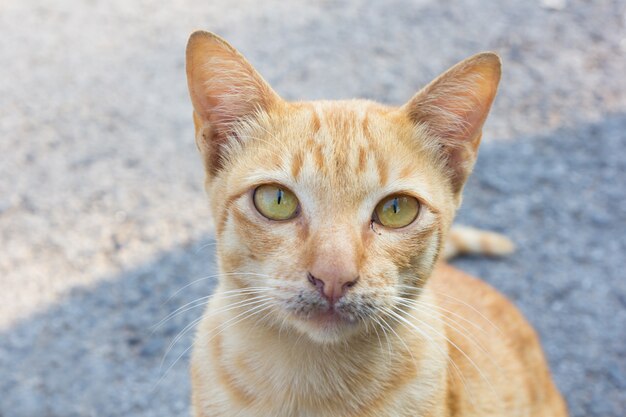 Gato vagabundo en la calle