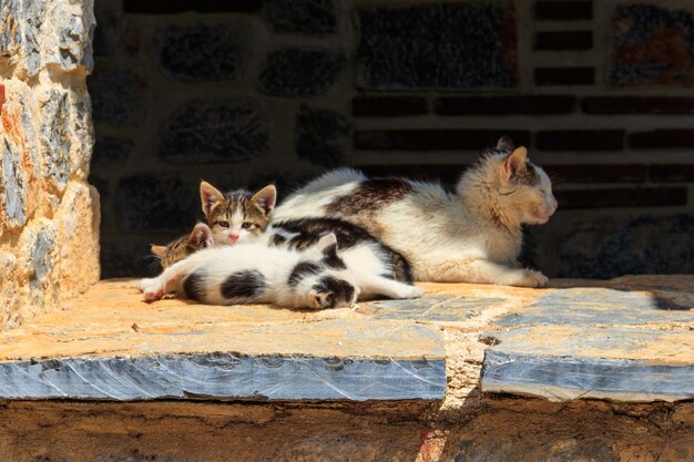 Gato vagabundo com três gatinhos