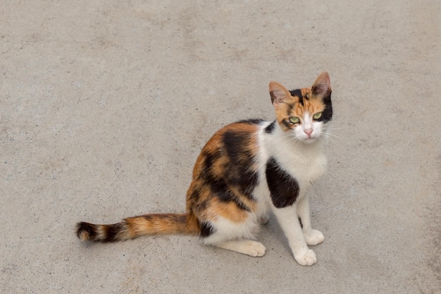 Gato vagabundo visto na rua da cidade