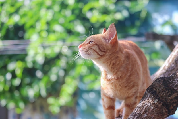 Foto gato vagando en un arbol