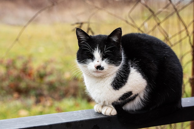 Gato en la valla de la calle.