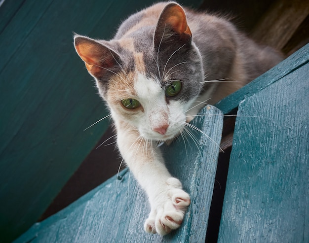 Gato en la valla.