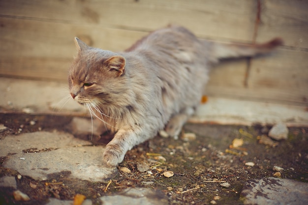 Gato velho se aquecendo ao sol de outono em uma casa de campo