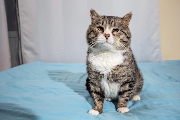 Gato velho sentado na cama no quarto