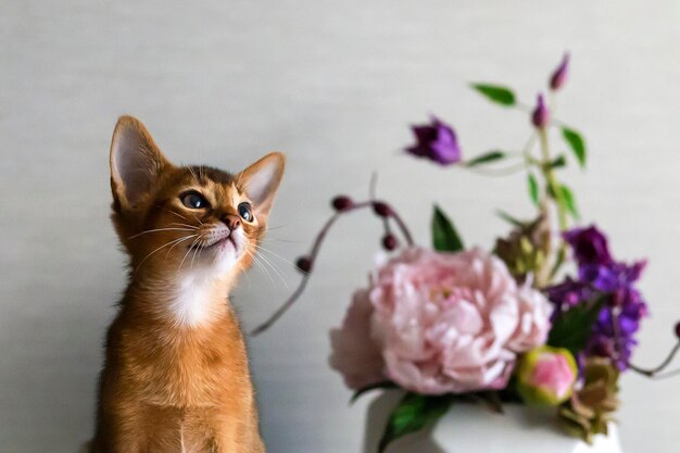 Gato vermelho abissínio com vaso