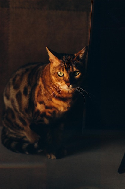 gato vermelho bonito em casa com olhos verdes em um fundo escuro
