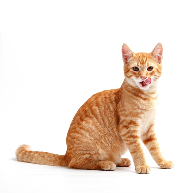 Foto gato vermelho bonito em uma superfície branca