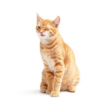 Foto gato vermelho bonito em uma superfície branca