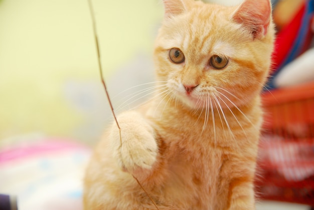 Foto gato vermelho bonito jogando um pedaço de pau no colchão