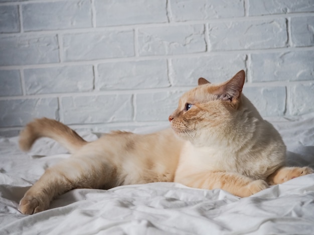 Gato vermelho branco deitado em uma cama branca contra uma parede de tijolos, descansando, trabalho freelance em casa, profissão on-line