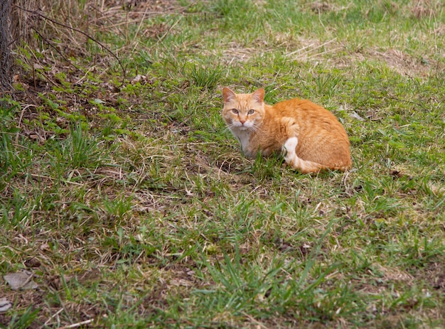 Gato vermelho com colarinho branco e a ponta do rabo meio espalhada na grama. Ele está com o foco seletivo raivoso