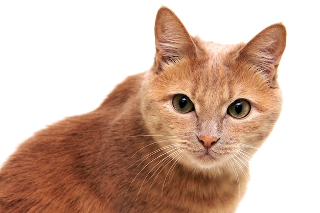 Gato vermelho, com cuidado e cautela, olha diretamente para a câmera.