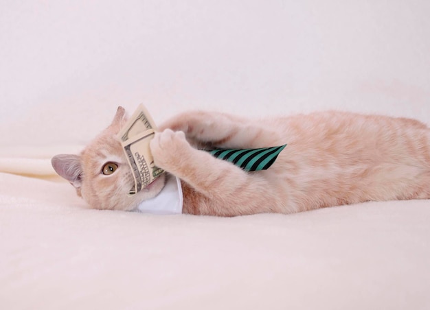 Gato vermelho com euro em suas patas está deitado no sofá Conceito de sucesso e riqueza Um gato adorável brincando com notas de dólar Conceito de sucesso Foco seletivo
