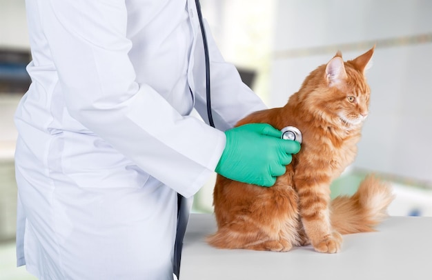 Gato vermelho com médico veterinário. Clínica veterinária.