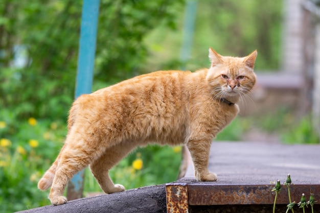 Gato vermelho com olhos doloridos