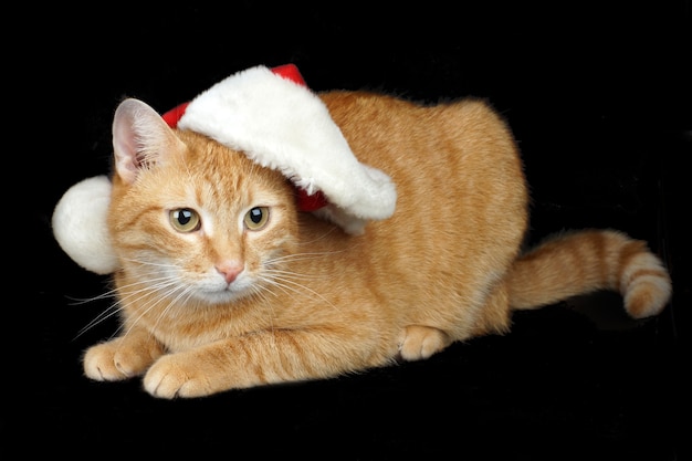 Gato vermelho com um chapéu de Papai Noel encontra-se em um fundo preto, cartão de Natal e ano novo.