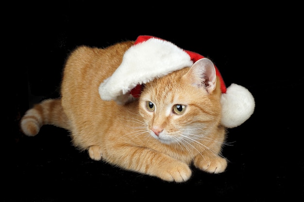 Gato vermelho com um chapéu de Papai Noel encontra-se em um fundo preto.