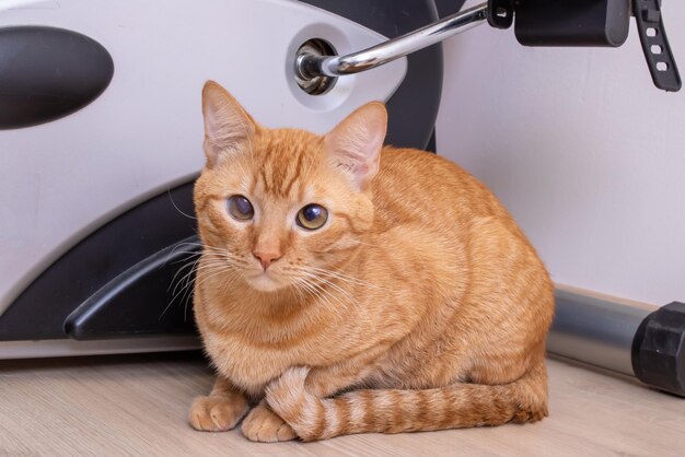 Gato vermelho com um olhar arrogante de julgamento