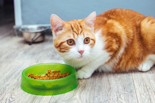 Gato vermelho come comida seca de uma tigela verde no chão