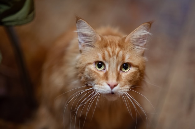 gato vermelho da raça Maine Coon