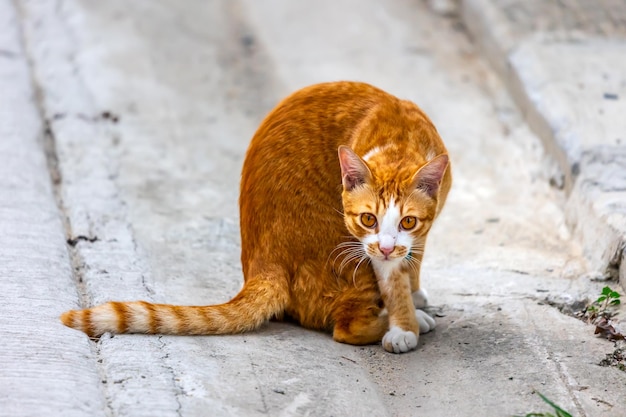 Gato vermelho de rua olhando para a câmera em um dia ensolarado