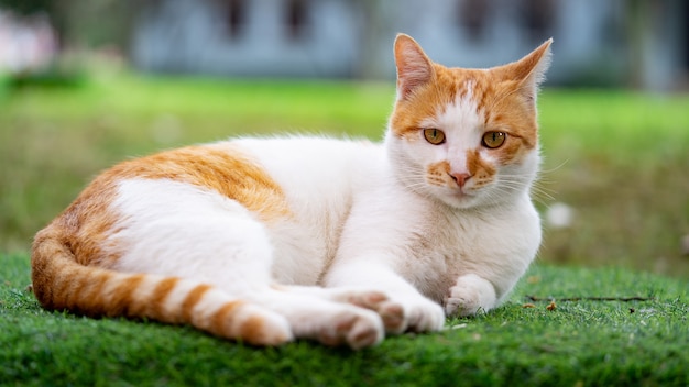 Gato vermelho deitado na grama