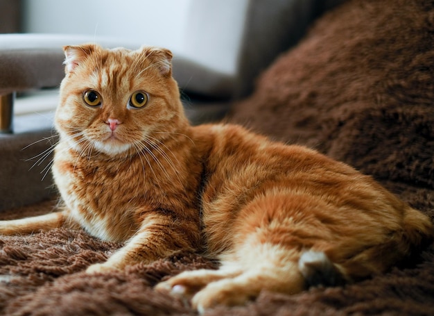 Gato vermelho deitado no sofá marrom em casa. Animal de rosto bonito com grandes olhos amarelos.