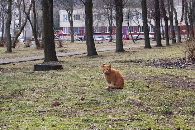Gato vermelho desabrigado velho na grama