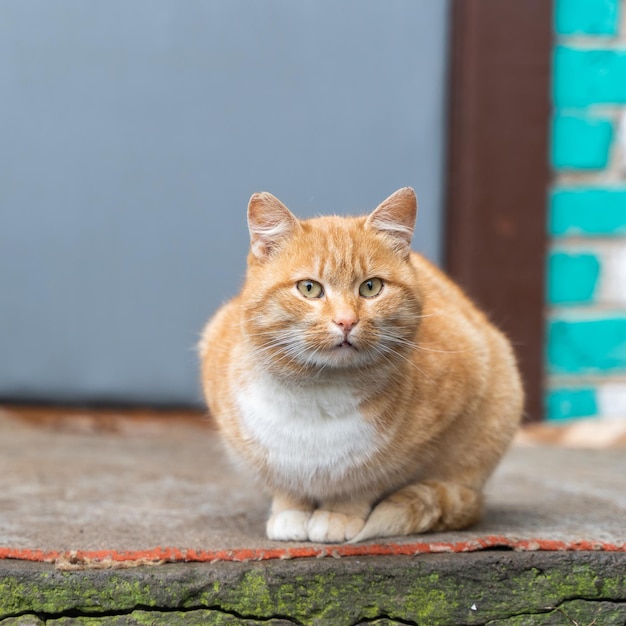 Gato vermelho doméstico está sentado no tapete da varanda da casa