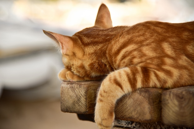 Gato vermelho dorme em um banco ao sol