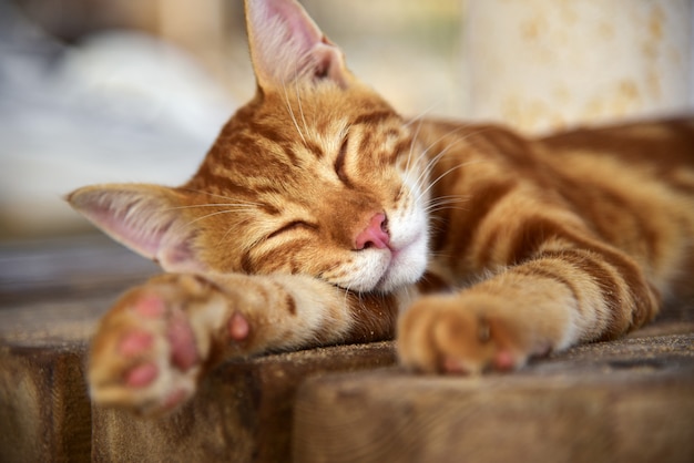 Gato vermelho dorme em um banco ao sol