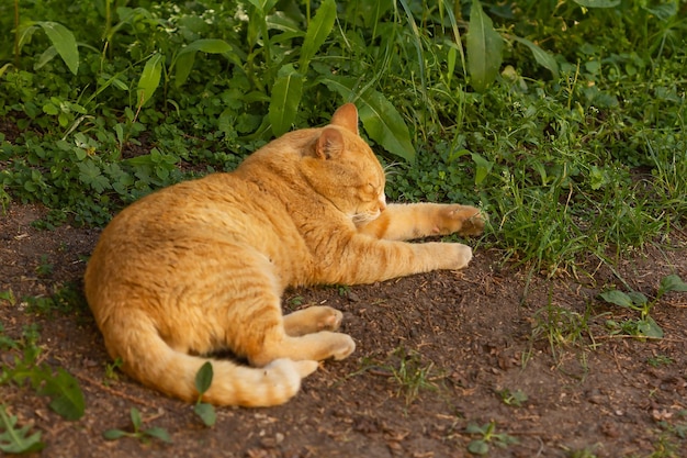 Gato vermelho dormindo à sombra das árvores